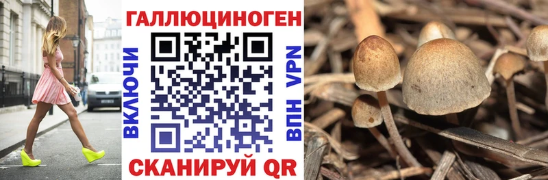 дарнет шоп  Тихорецк  Псилоцибиновые грибы MAGIC MUSHROOMS 